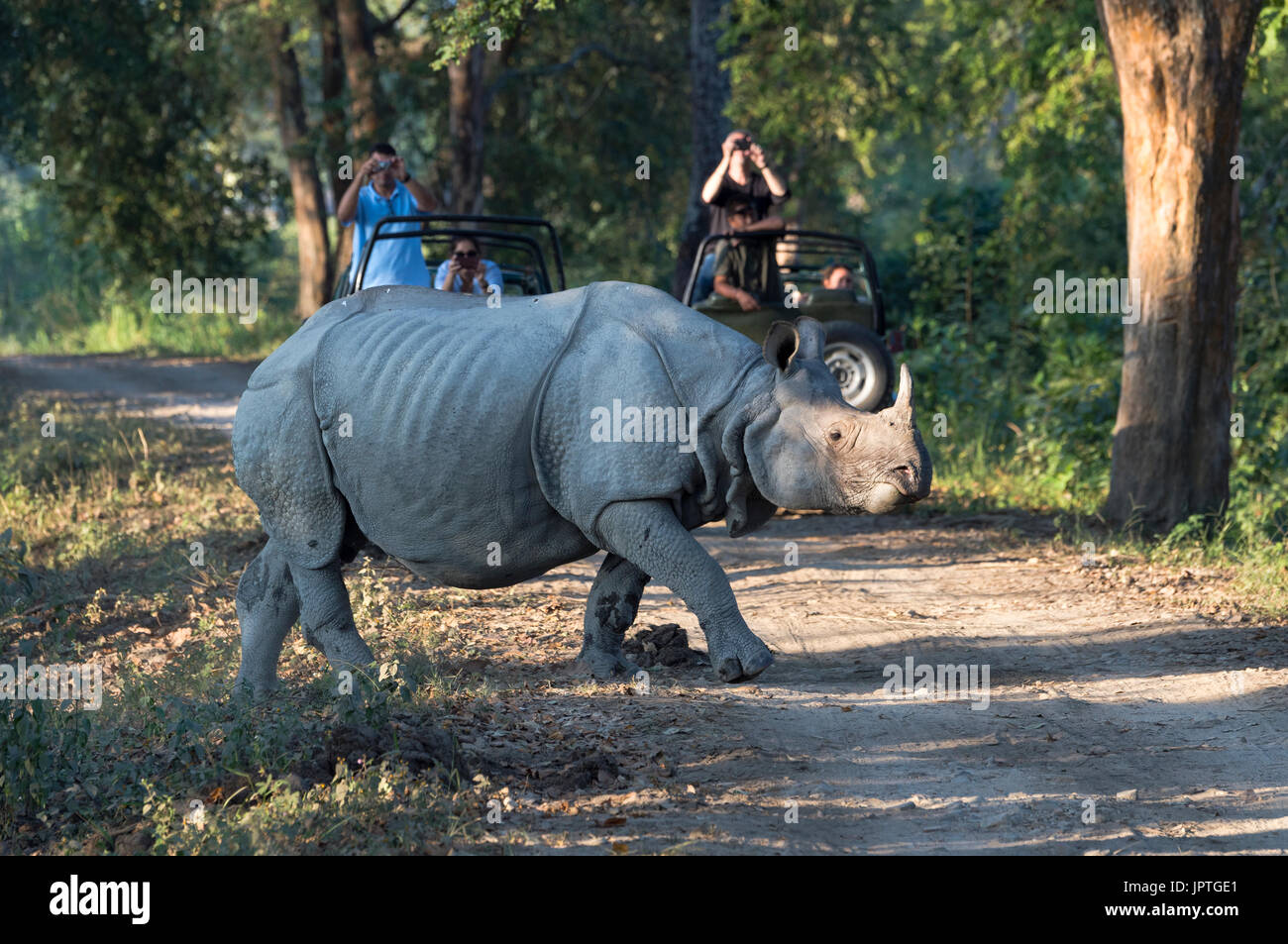 Panzernashorn (Rhinoceros Unicornis) überqueren einen Forstweg vor einem Fahrzeug mit Touristen, Kaziranga Nationalpark, Assam, Indien Stockfoto