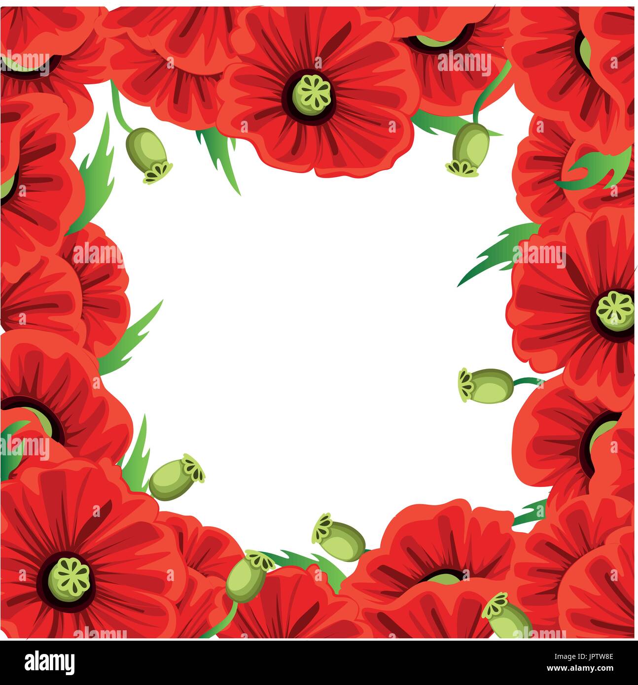 Red Poppy Flower isoliert auf weißem Hintergrund. Vektor rot romantische Mohn Blumen und Gräser. rote Mohnblumen. rote Blume. blumige gedeihen Trauben Design f Stock Vektor