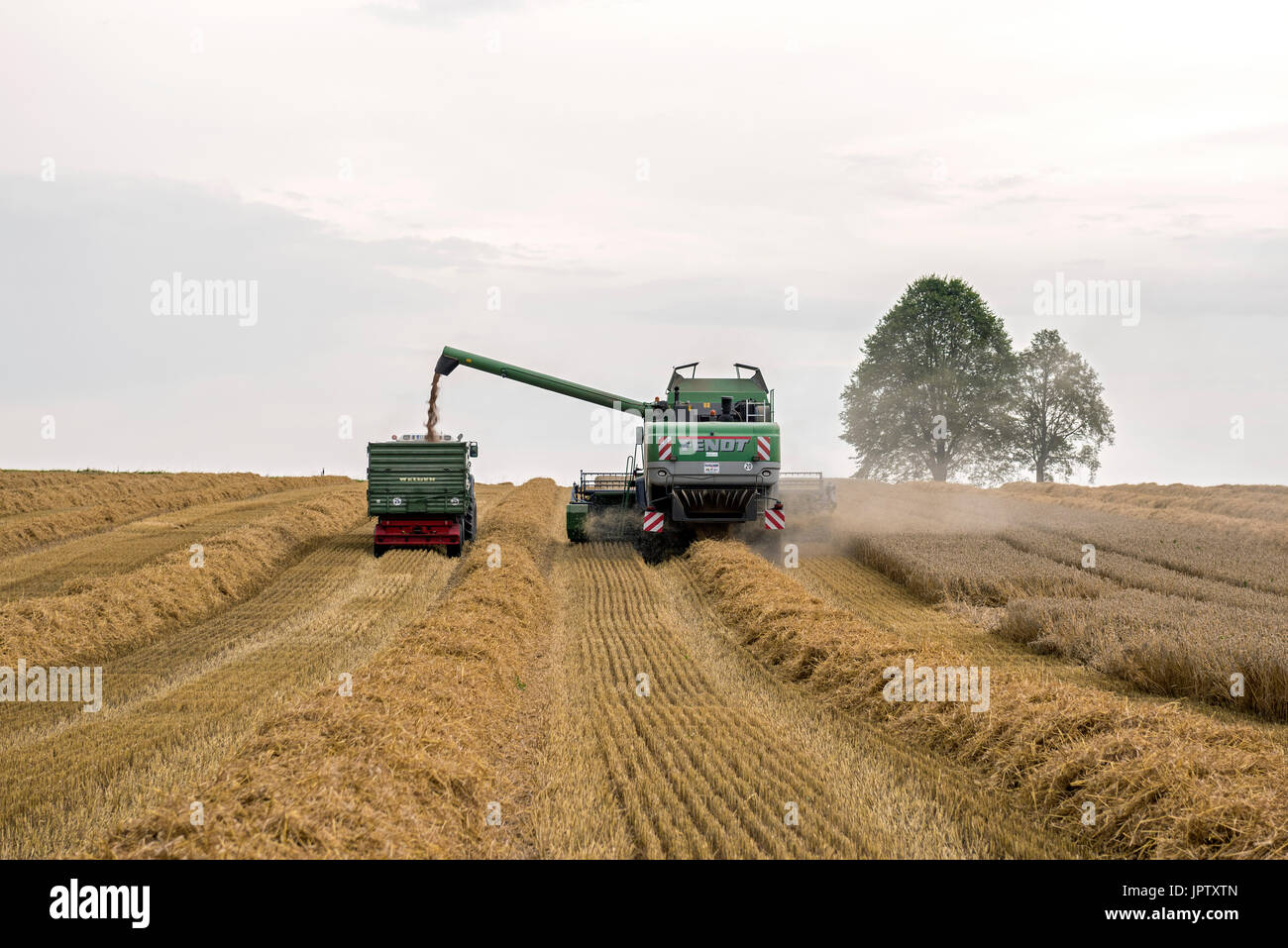 Mähdrescher - Weizen Ernte, Bayern Stockfoto