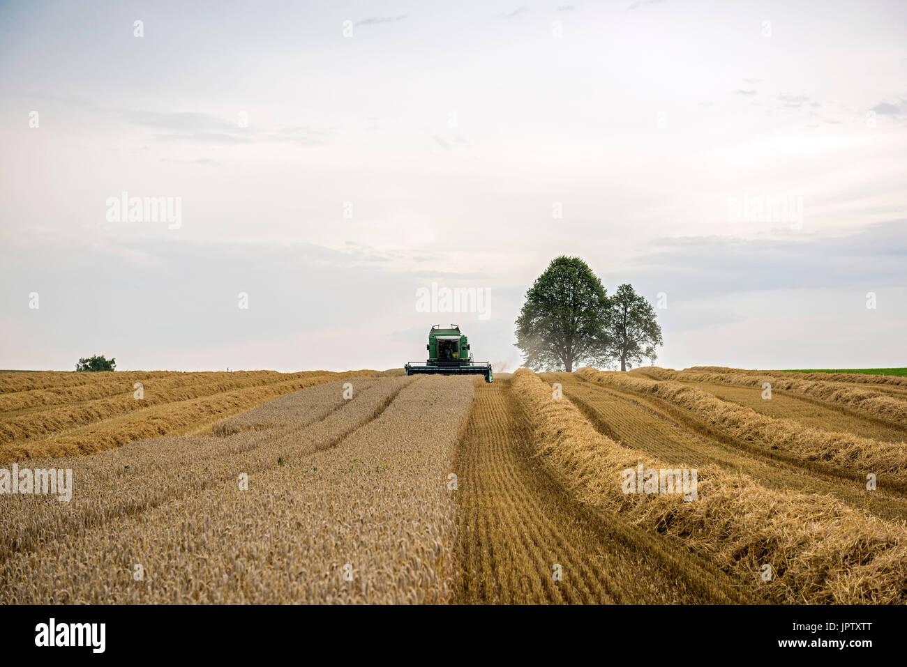 Mähdrescher - Weizen Ernte, Bayern Stockfoto