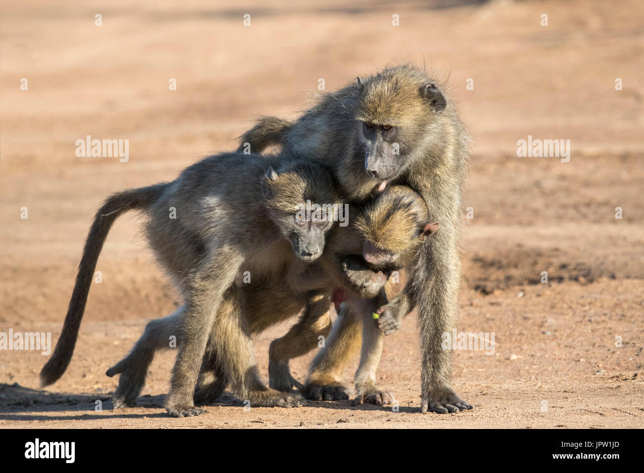 Chacma Paviane (Papio Ursinus), Krüger Nationalpark, Südafrika, Mai 2017 Stockfoto