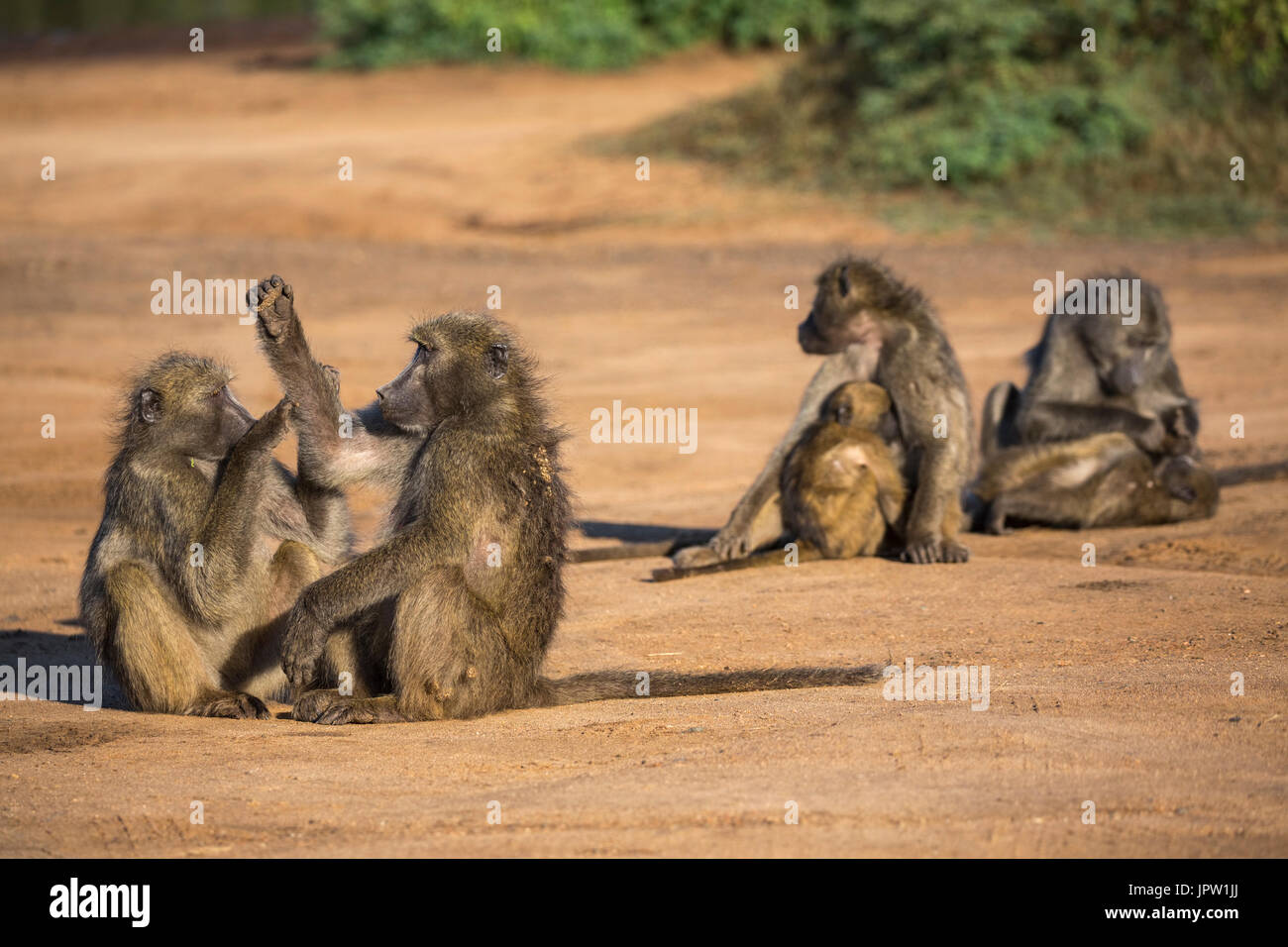 Chacma Paviane (Papio Ursinus), Krüger Nationalpark, Südafrika, Mai 2017 Stockfoto