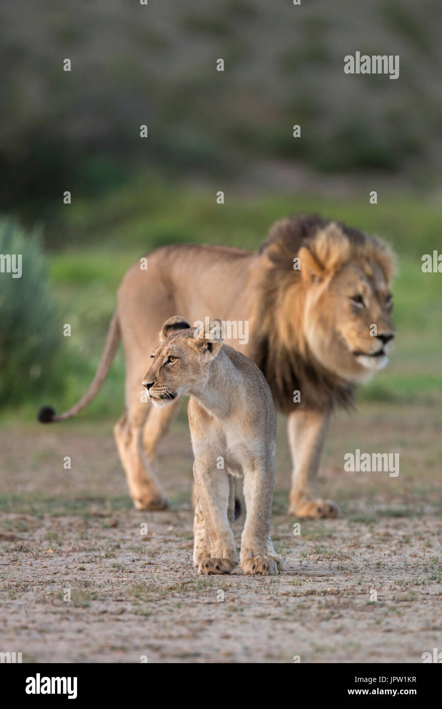 Junger Löwe (Panthera Leo) mit Erwachsenen, Kgalagadi Transfrontier Park, Northern Cape, South Africa, Februar 2017 Stockfoto