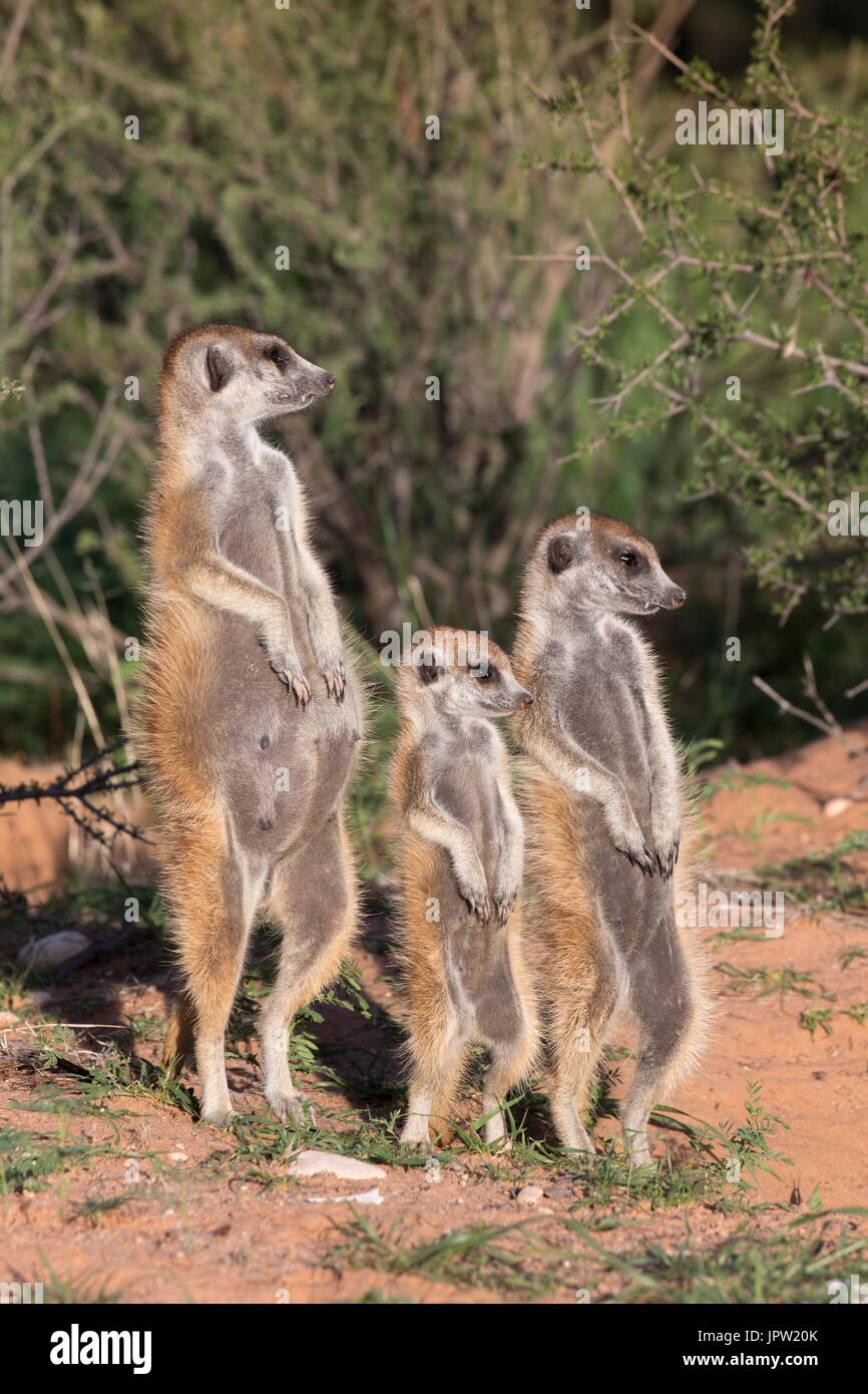 Erdmännchen (Suricata Suricatta), Kgalagadi Transfrontier Park, Northern Cape, South Africa, Januar 2017 Stockfoto