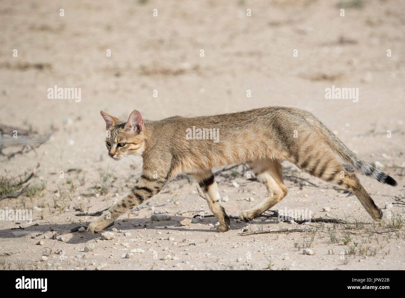 Afrikanische Wildkatze (Felis Silvestris Lybica), Kgalagadi Transfrontier Park, Northern Cape, South Africa, Februar 2017 Stockfoto