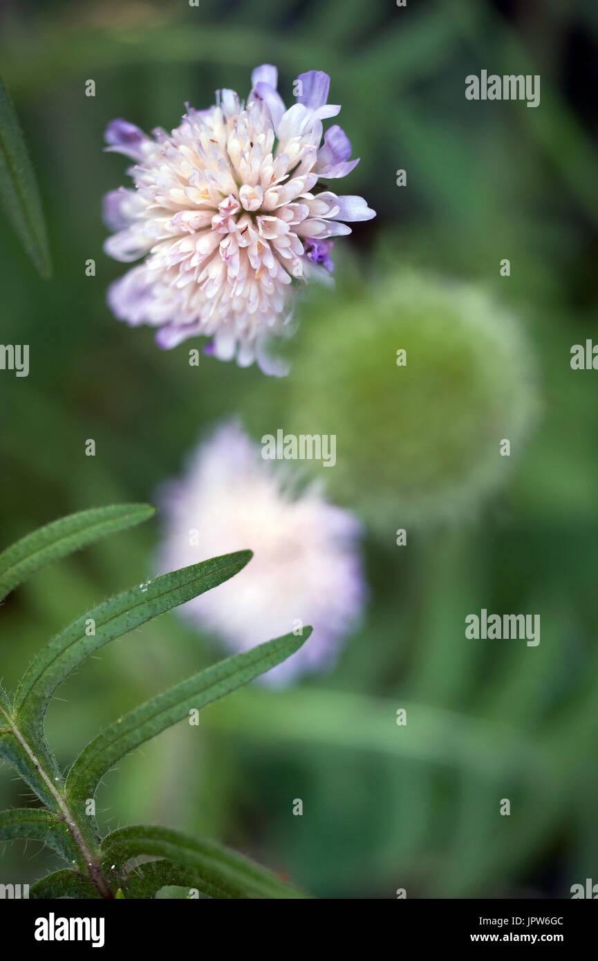 Pflanzen von The Tyne Valley - Nadelkissen / Feld Witwenblume / Scabiosa Stockfoto