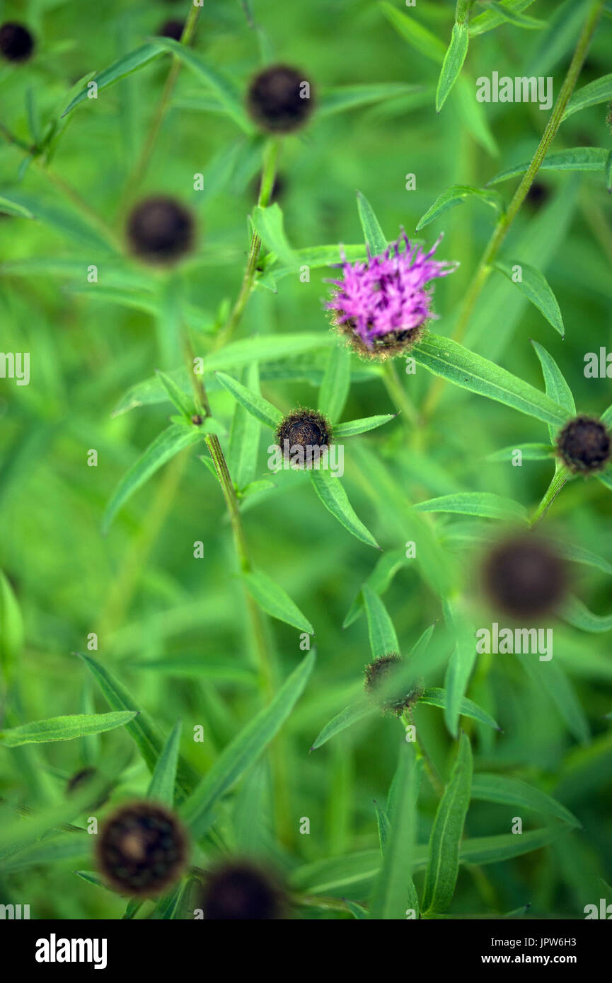 Pflanzen von The Tyne Valley - melancholischen Distel / Cirsium Heterophyllum Stockfoto