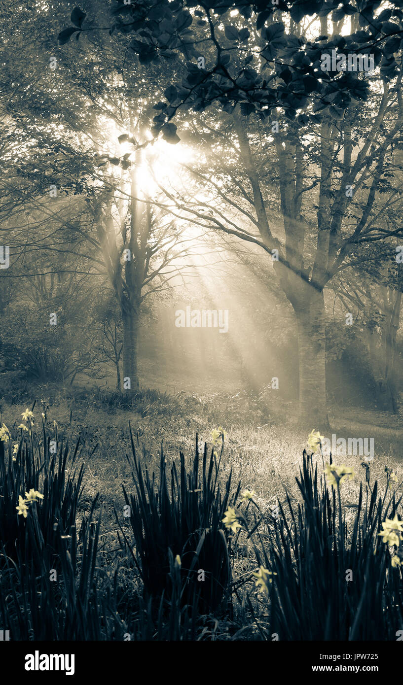 Sonnenstrahlen im Wald Wald in Neuseeland, NZ - Sepia getönten Bild mit gelben highlights Stockfoto