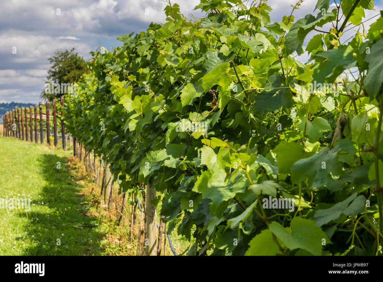 Weinberg am Doverhow-Hügel auf dem Cotswold Weg Stroud Stockfoto