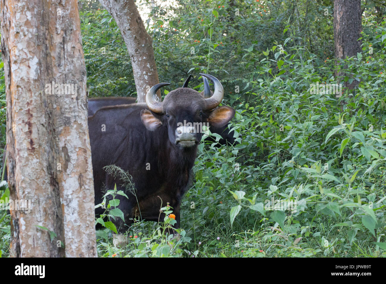 Indische Bison (Bos Gaurus) Stockfoto