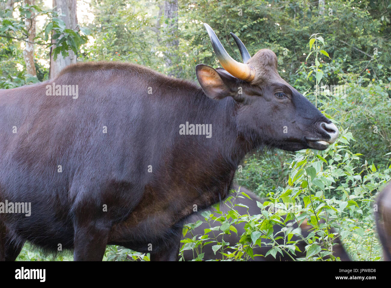 Indische Bison (Bos Gaurus) Stockfoto