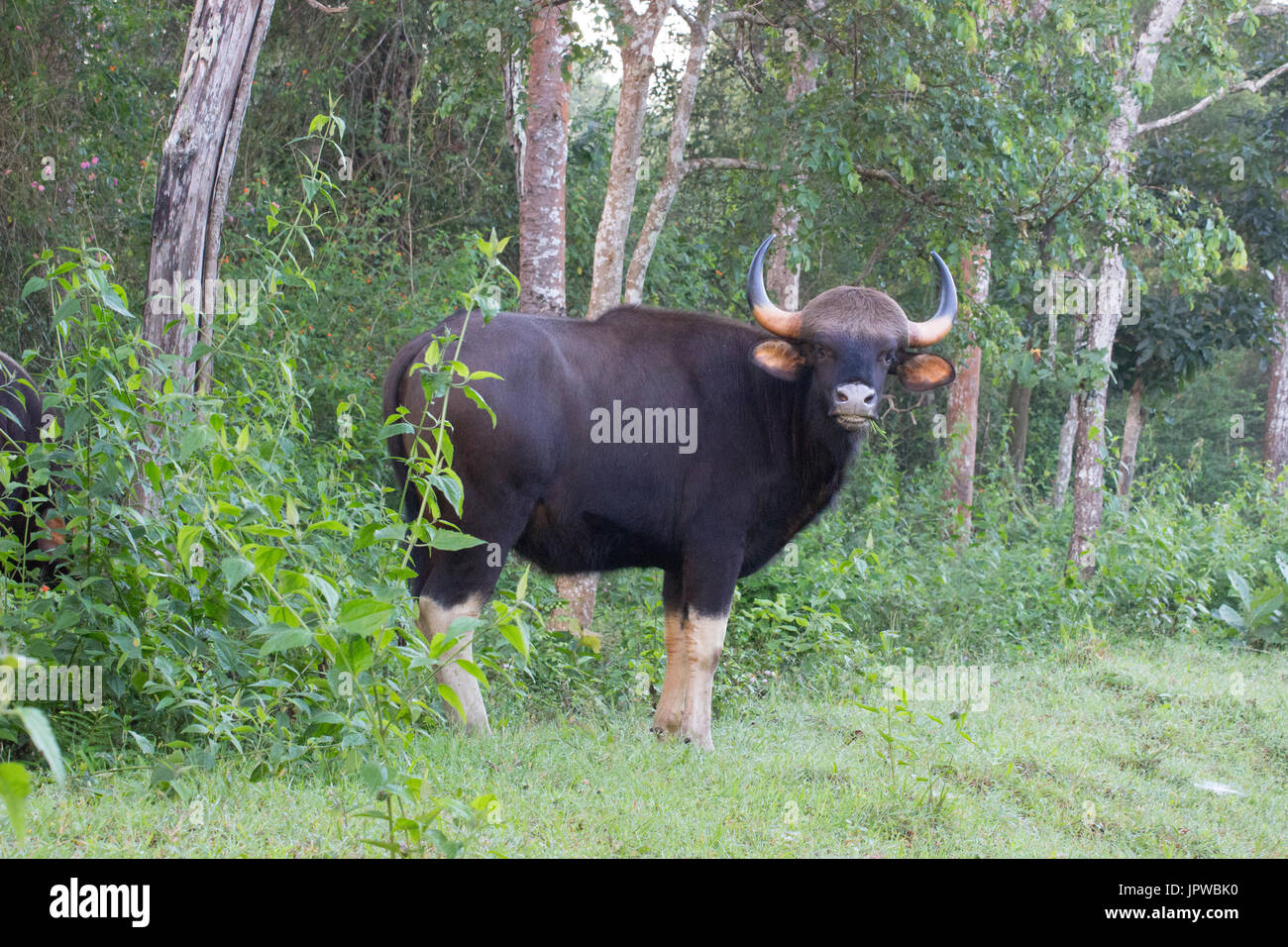 Indische bison Stockfoto