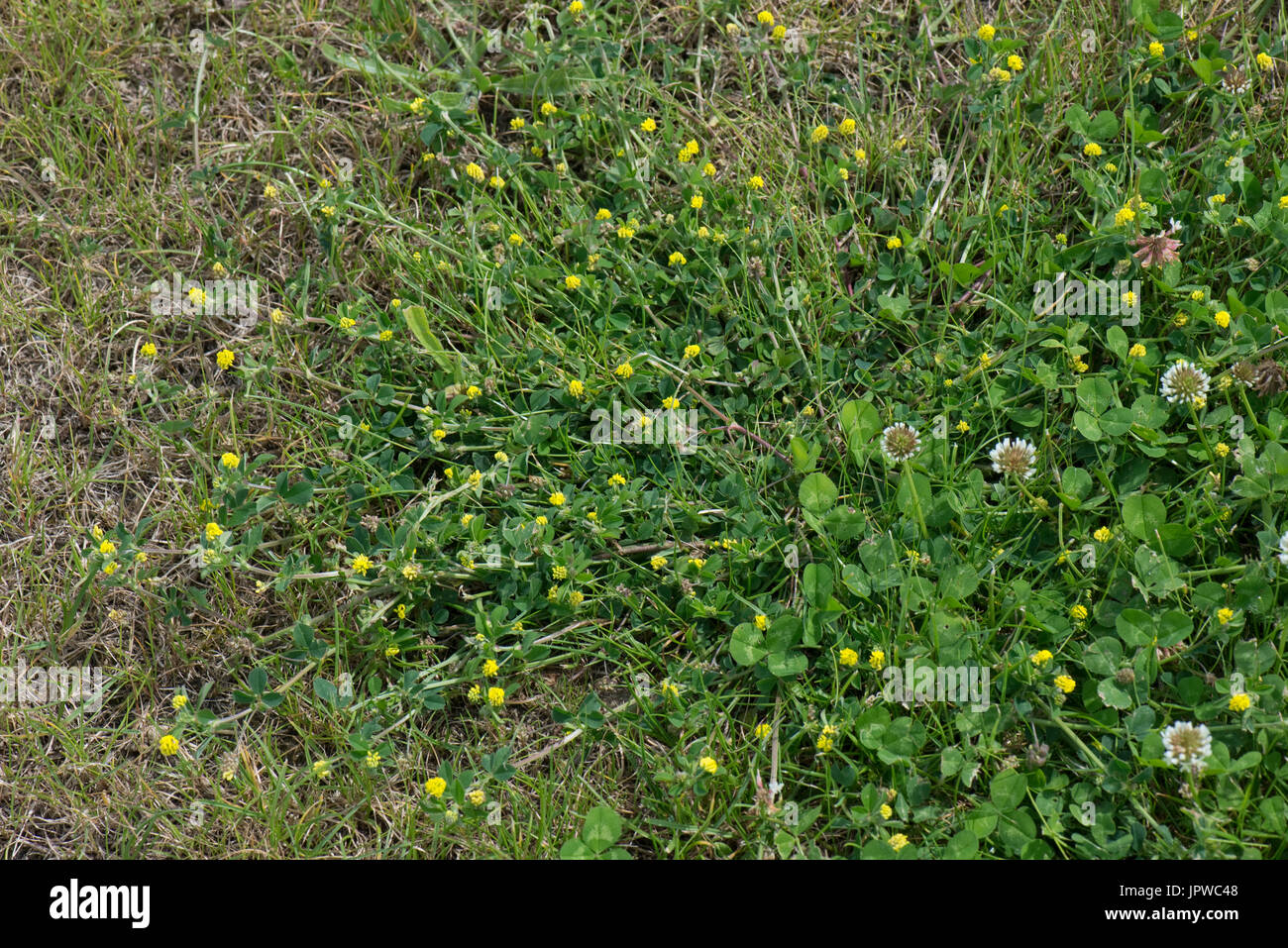 Gelbe Blüte weniger Kleeblatt, Trifolium Dubium, Verbreitung der Pflanze  mit weiß-Klee im Rasen Rasen Rasen, Berkshire, Juni Stockfotografie - Alamy