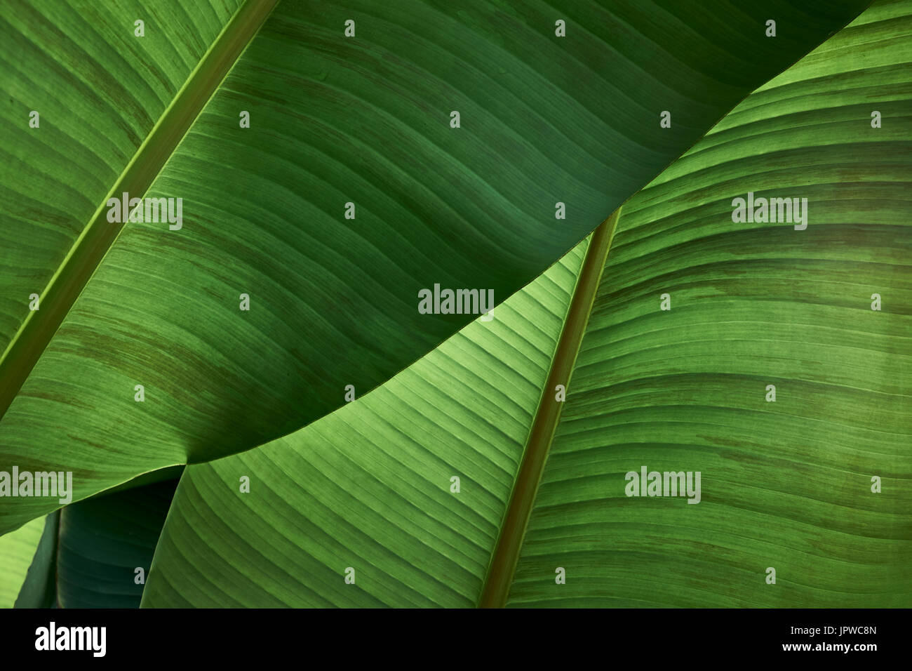 Close-up Detail einer Banane Palm Leaf Stockfoto