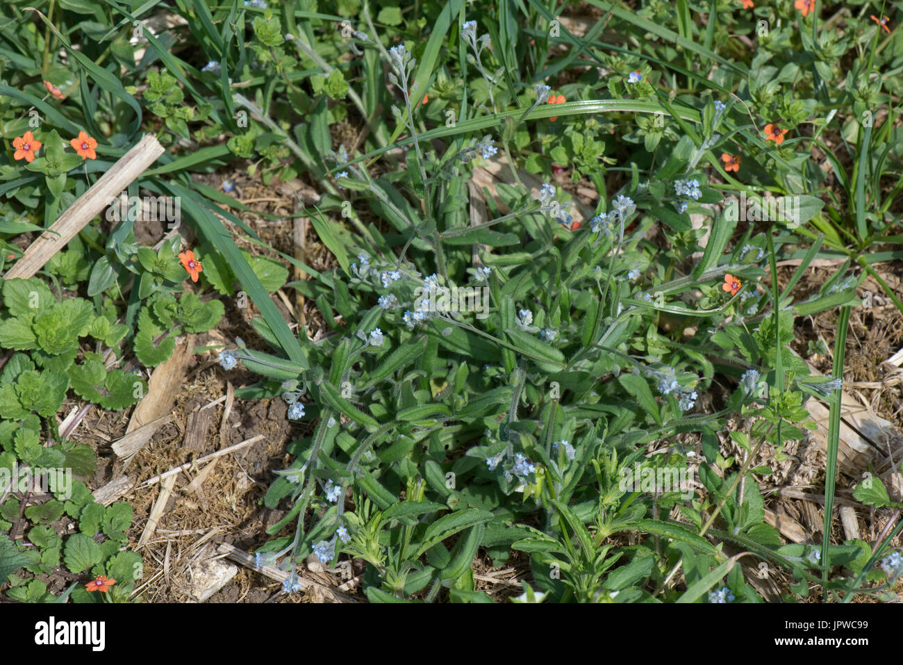 Bereich Foirget-me-Not, Myosotis Arvensis, jährliche Acker-Unkraut wächst in Brachland mit Scarlet Pimpernel, Berkshire, Juli Stockfoto