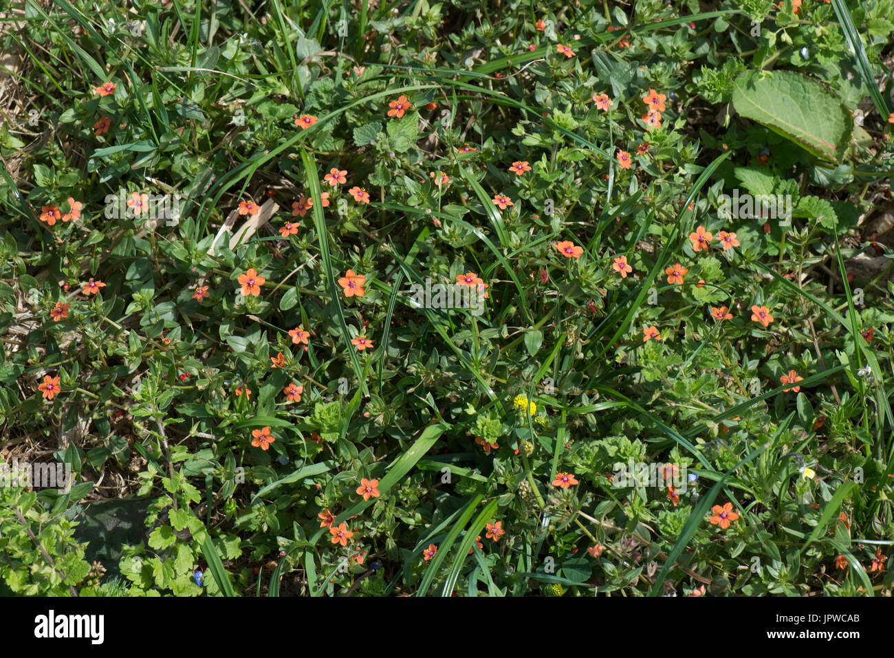 Scarlet Pimpernel, Anagallis Arvensis, rot blühende jährliche Acker-Unkraut in jungen Rasen Ley, Berkshire, Juli Stockfoto