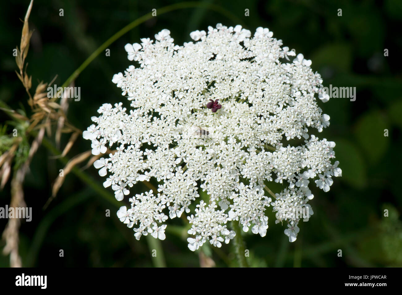 Wilde Möhre oder Queen Anne es Lace, Daucus Carota, Dichte weiße Dolde mit Insekten und einer einzigen dunklen roten maroon Blümchen im Zentrum. Stockfoto