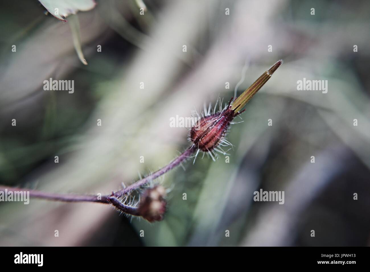 Behaarte Blume. Makro-Fotografie. Grenn Hintergrund. Closeup. Stockfoto