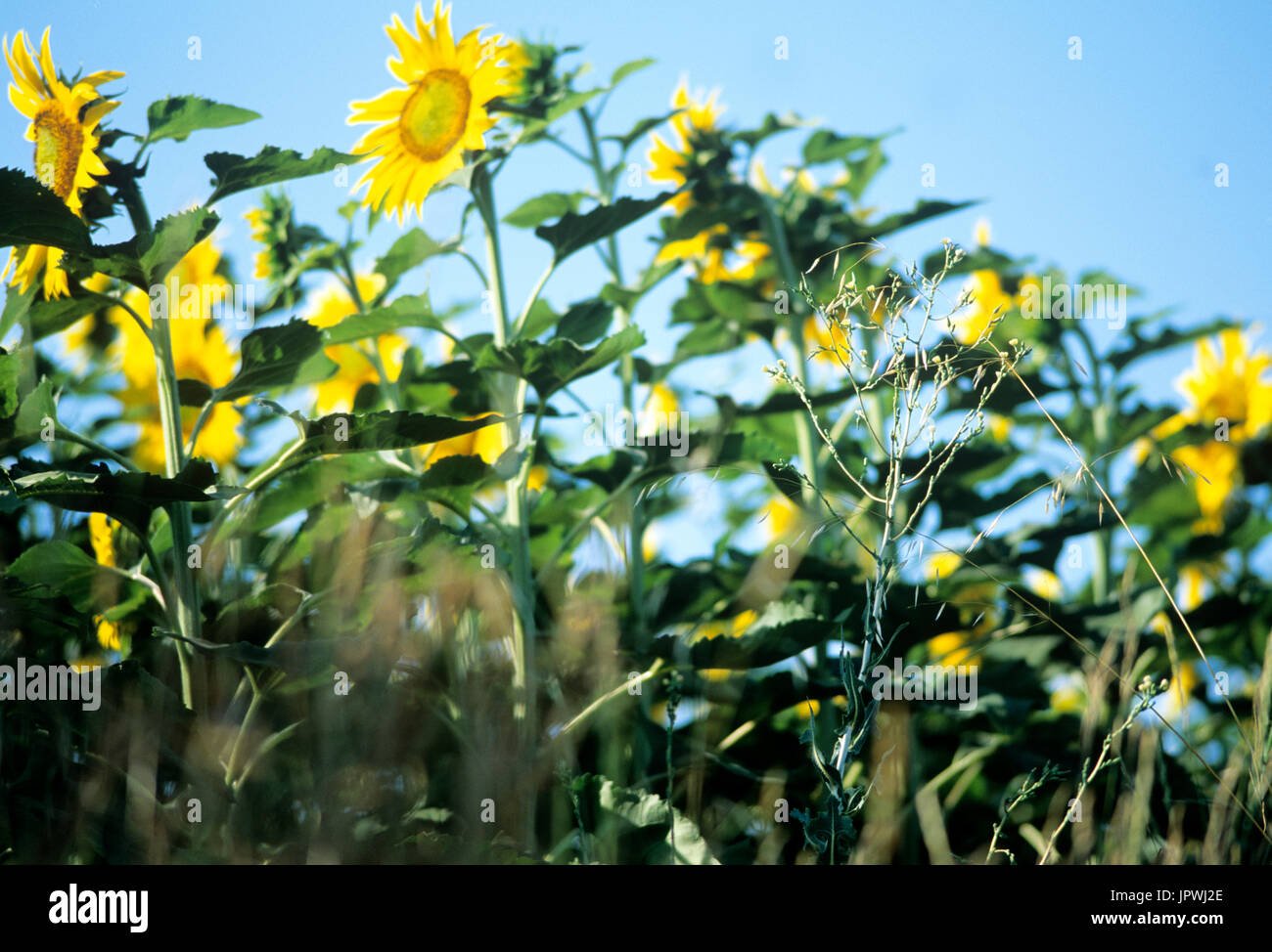 Sonnenblumenfeld Stockfoto