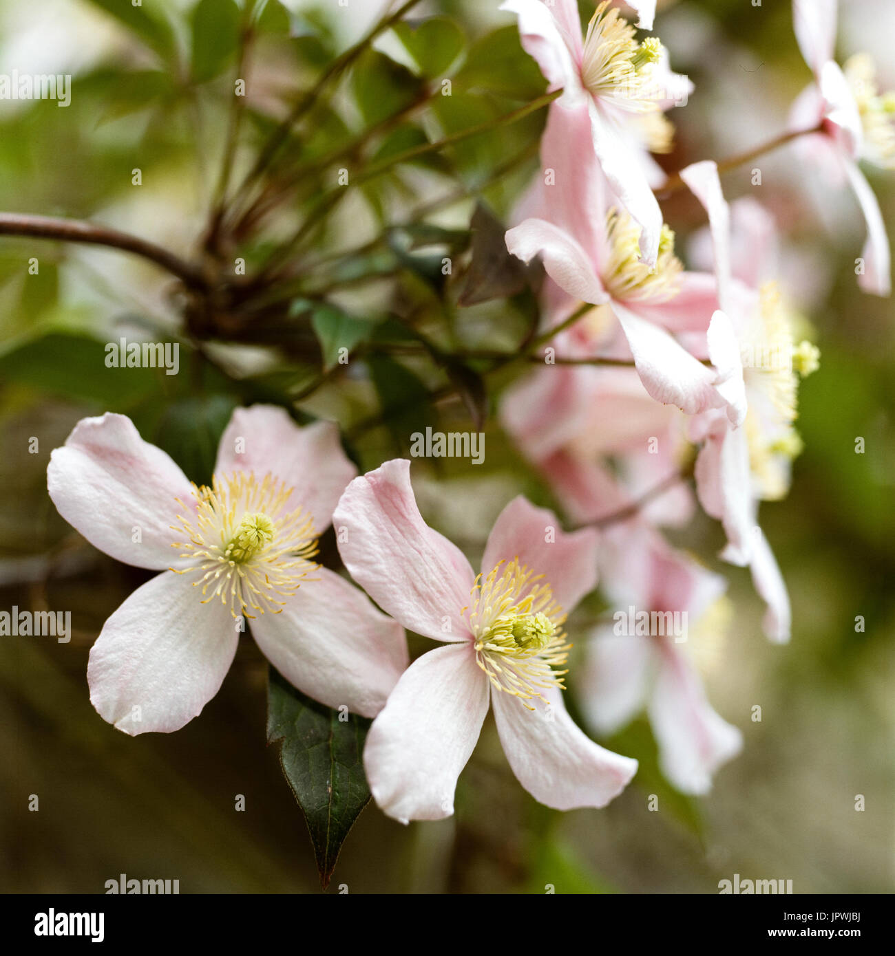 Rosa Blumen Stockfoto