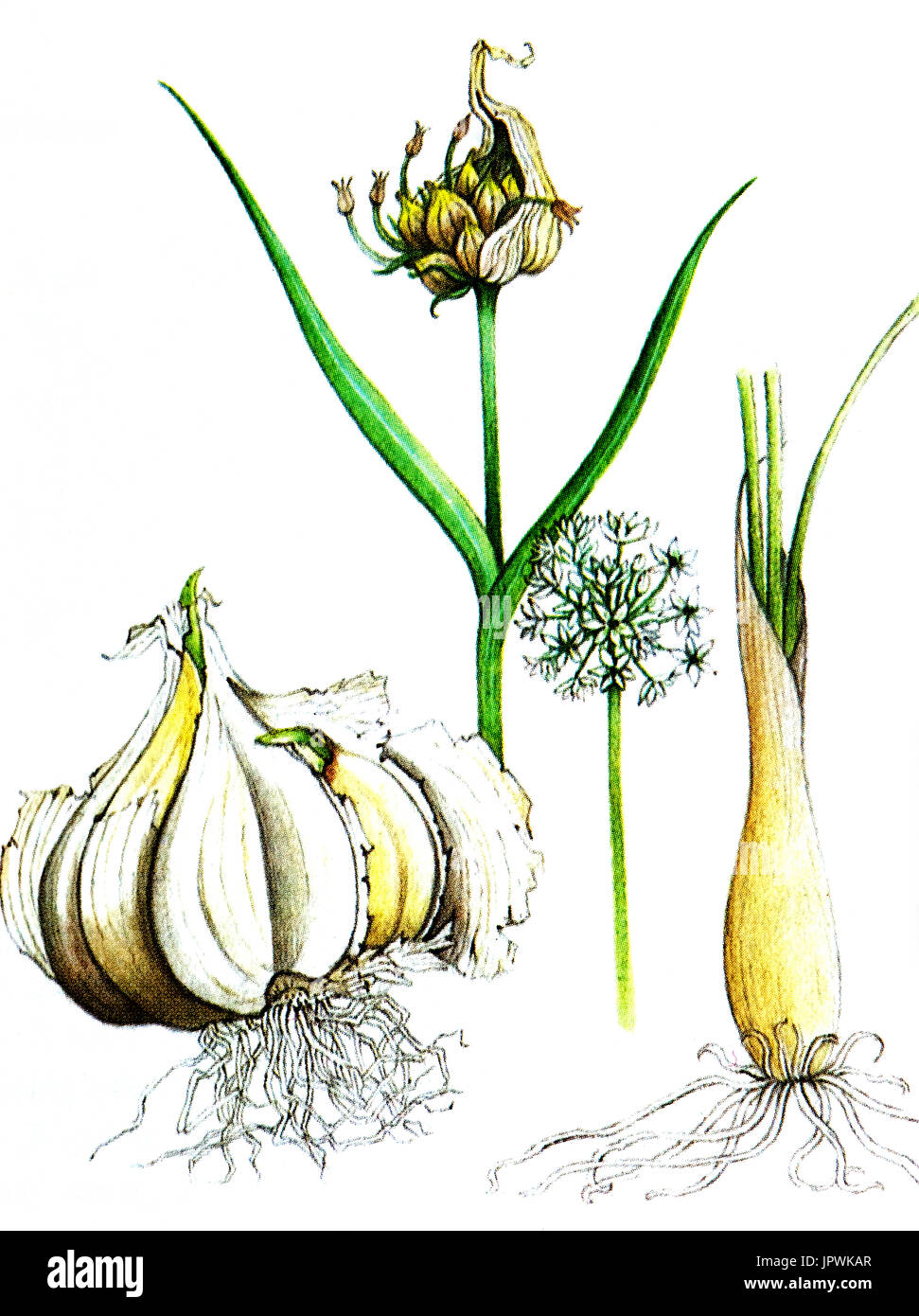 Botanische Zeichnung von Knoblauch Stockfoto