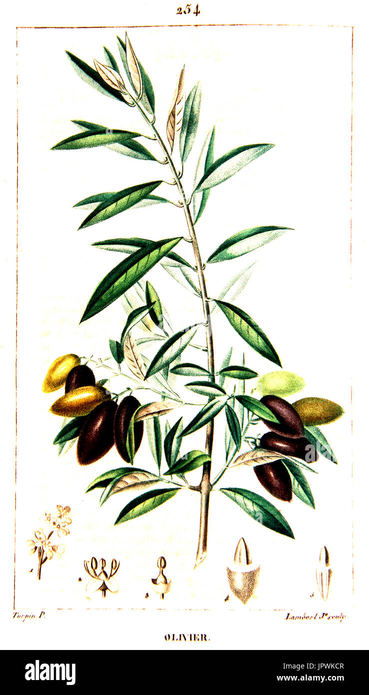 Botanische Zeichnung der Olivenbaum branch Stockfoto
