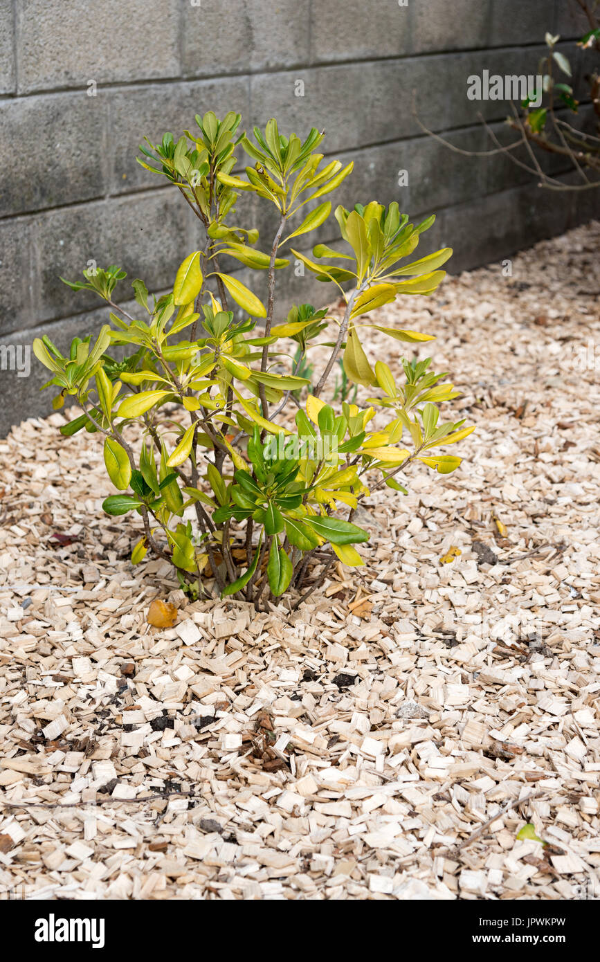 monstera thai constellation preis MONSTERA THAI CONSTELLATION online kaufen bei potflourri main image 1