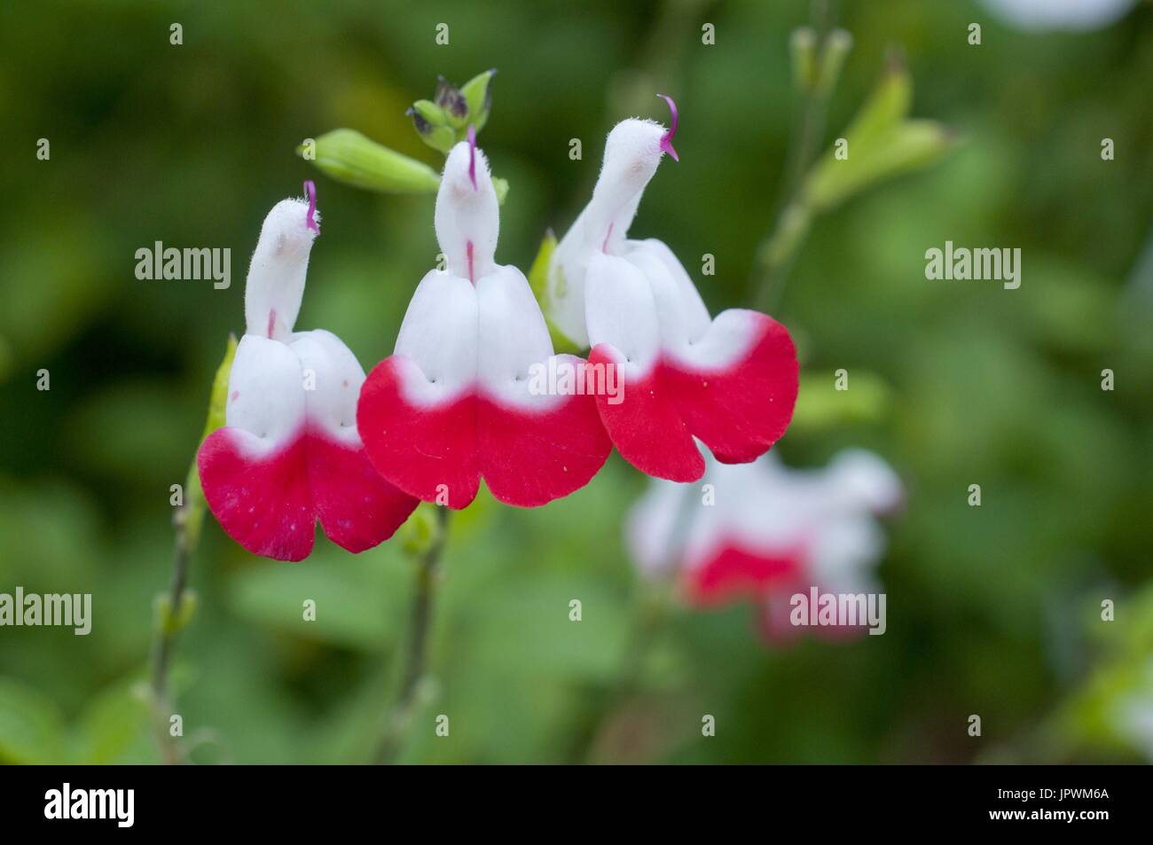 Salbei 'Hot Lips' in voller Blüte in einem Garten Stockfoto