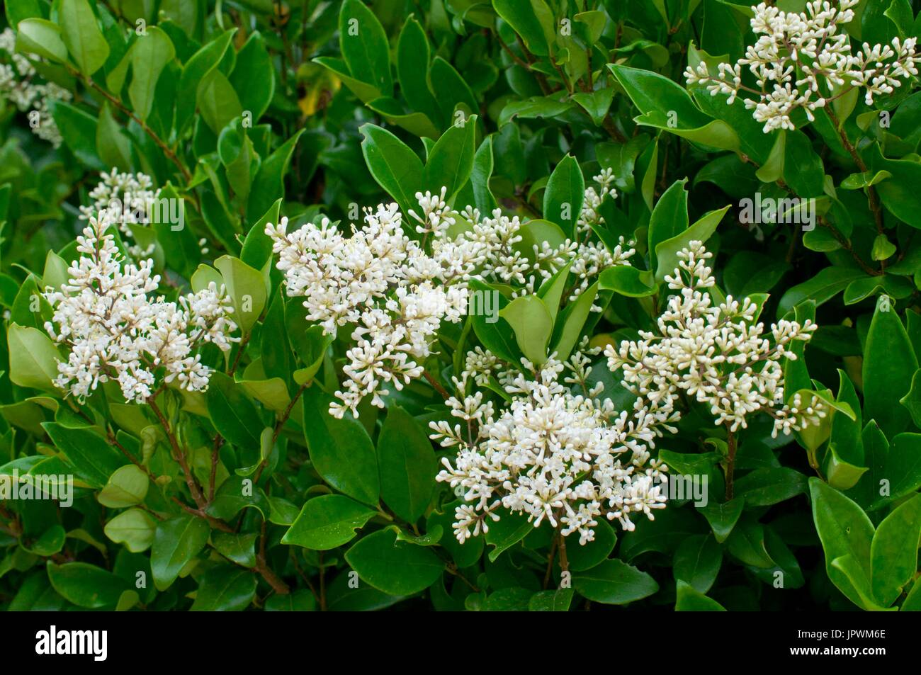 Japanischer Liguster 'Texanum' in voller Blte in einem Garten  Stockfotografie - Alamy
