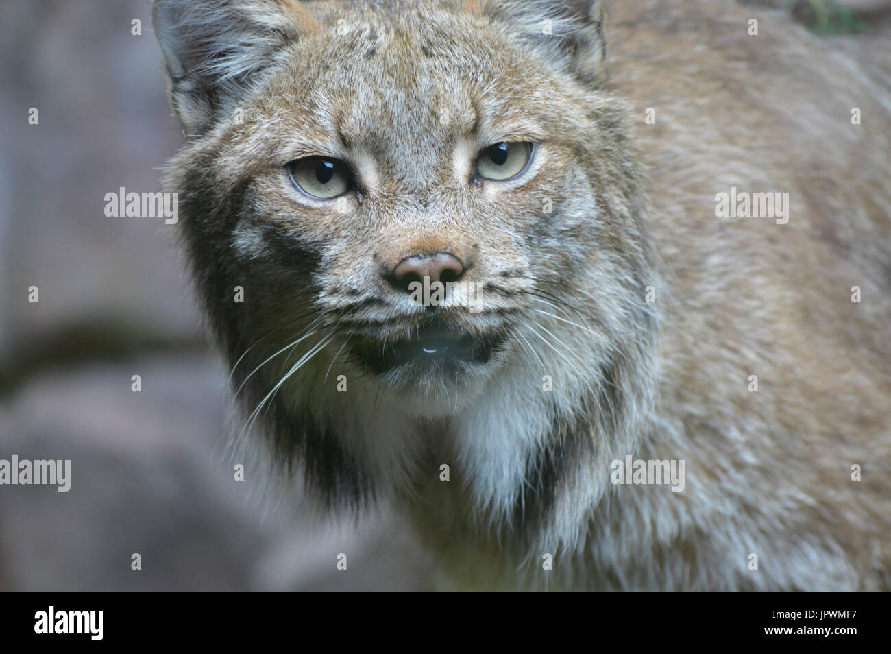 Kanadische Luchse Stockfoto