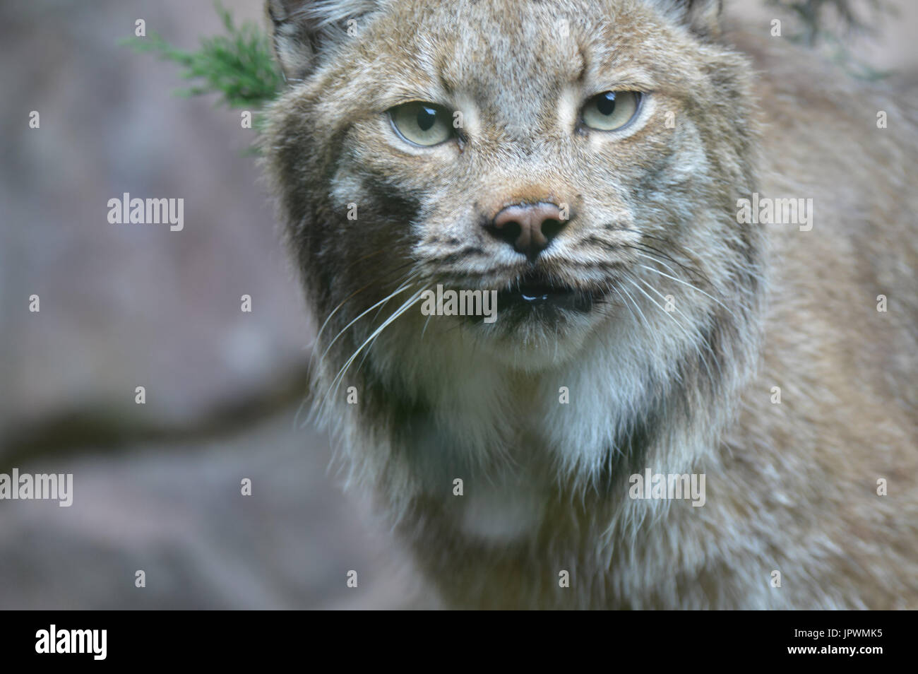 Kanadische Luchse Stockfoto