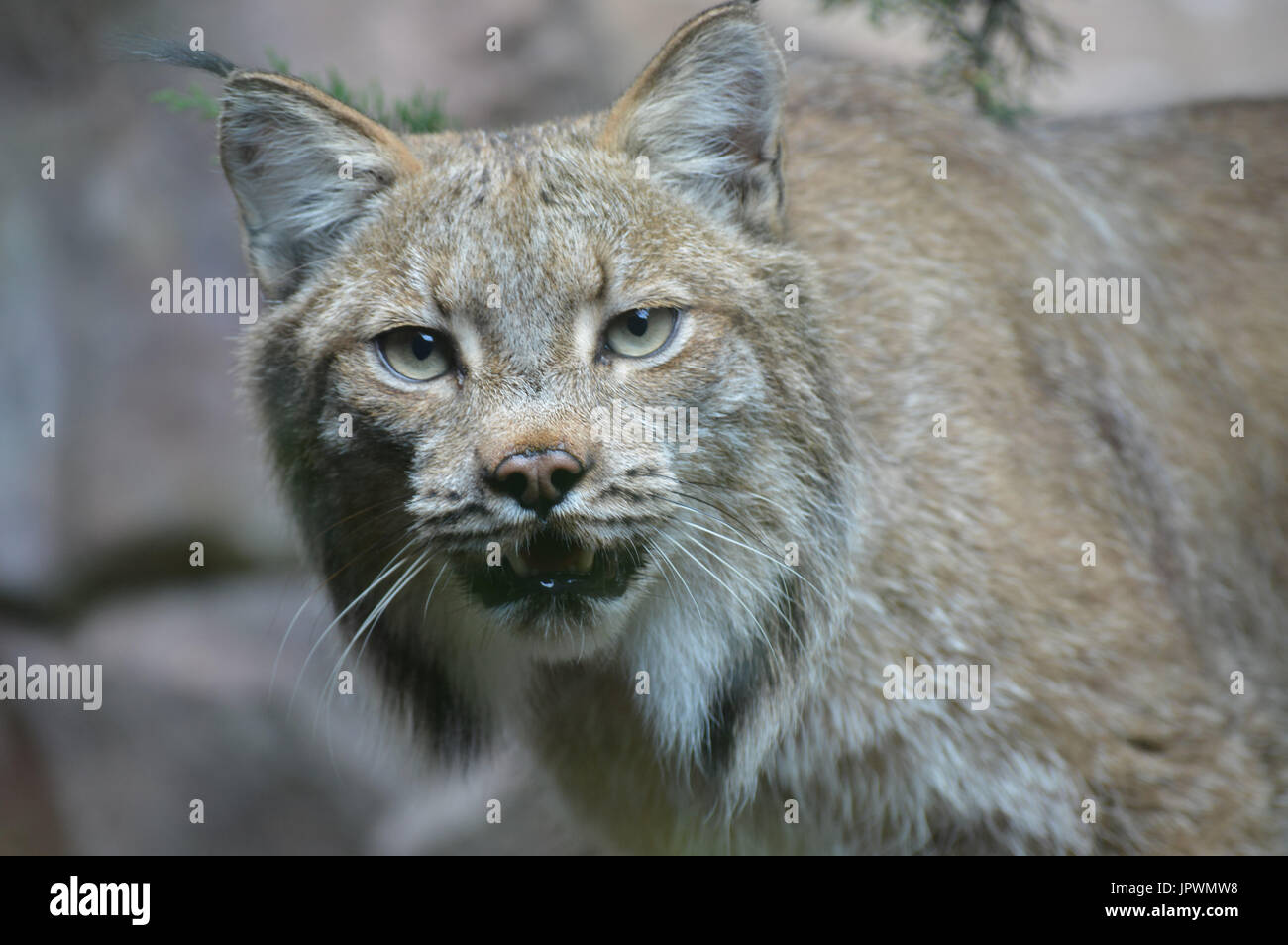Kanadische Luchse Stockfoto