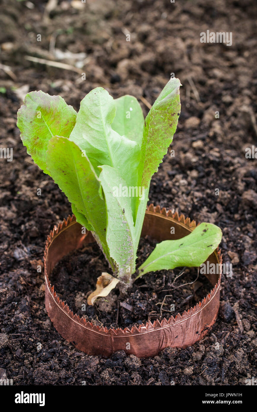 Kupfer Schutz ein Salatkopf in einem Garten Stockfoto