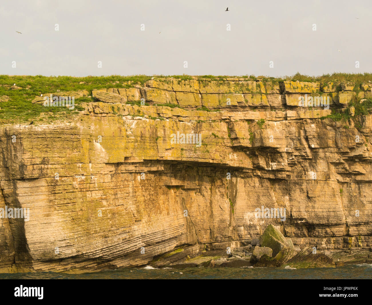 Karbon steilen Kalksteinfelsen mit Hunderten von nisten Guilemots Tordalken Papageientaucher Dreizehenmöwen Puffin Insel Ynys Seriol Isle of Anglesey North Stockfoto