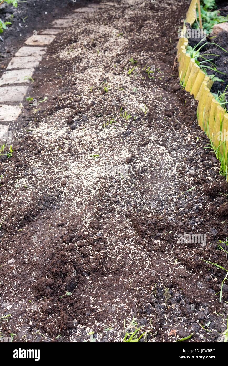 Aussaat Von Rasen Auf Einem Gartenweg Stockfoto Bild 151772528