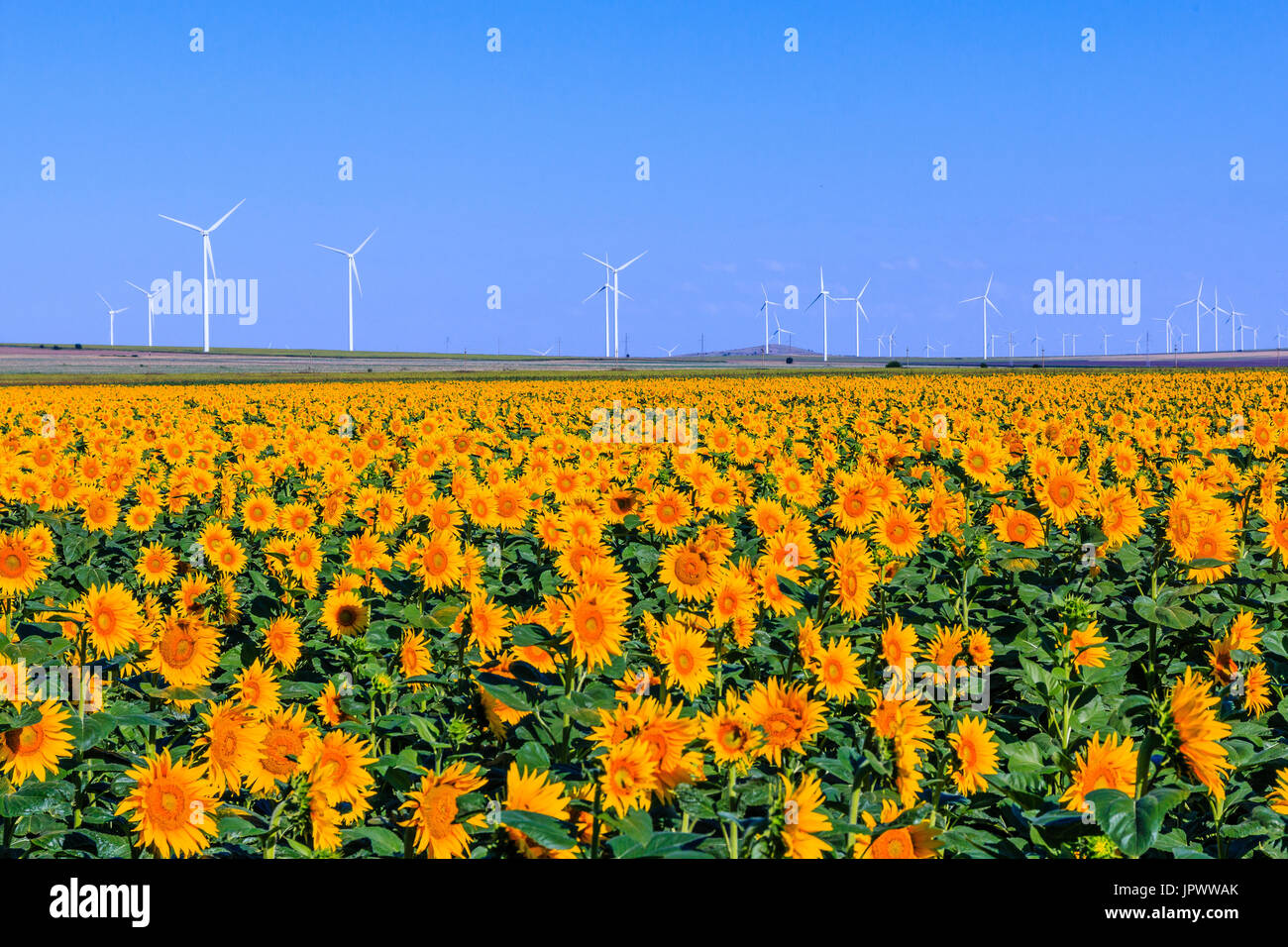 Feld von Sonnenblumen mit Windkraftanlagen im Hintergrund. Stockfoto