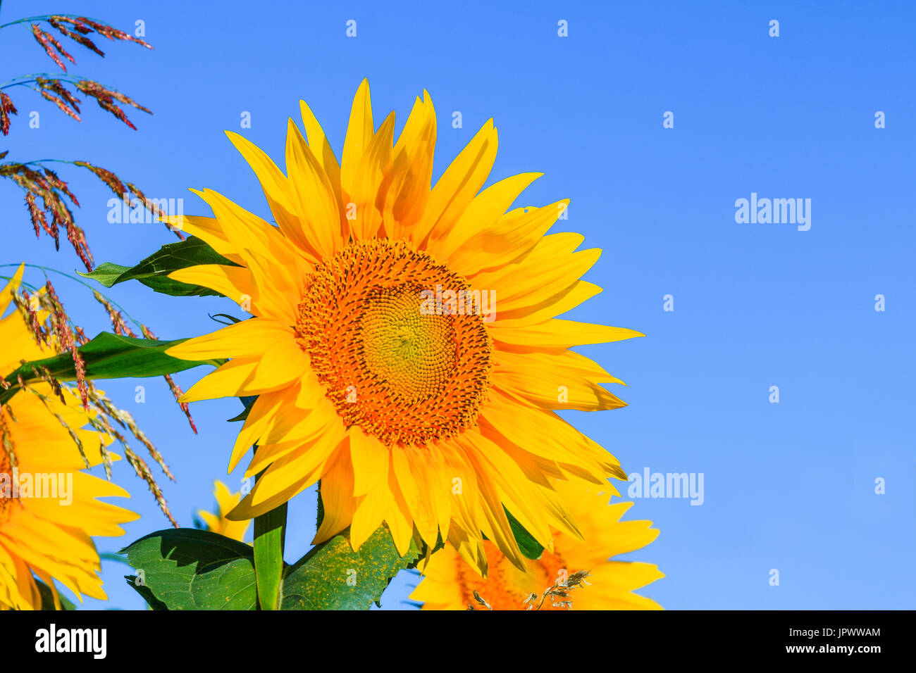 Sonnenblumen und blauen Himmel. Stockfoto