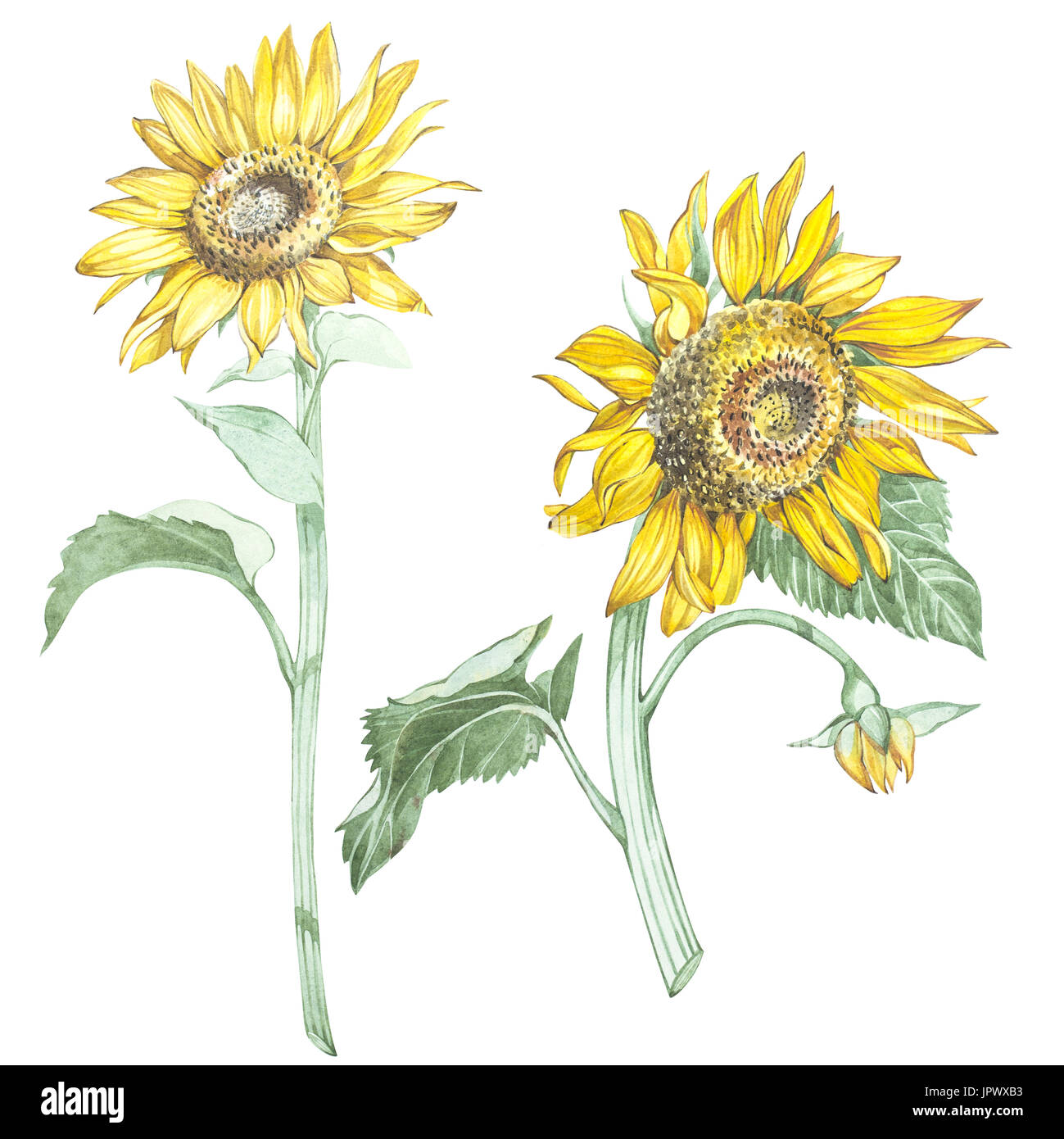 Aquarellmalerei Von Blumen Stockfotos Und Bilder Kaufen Alamy