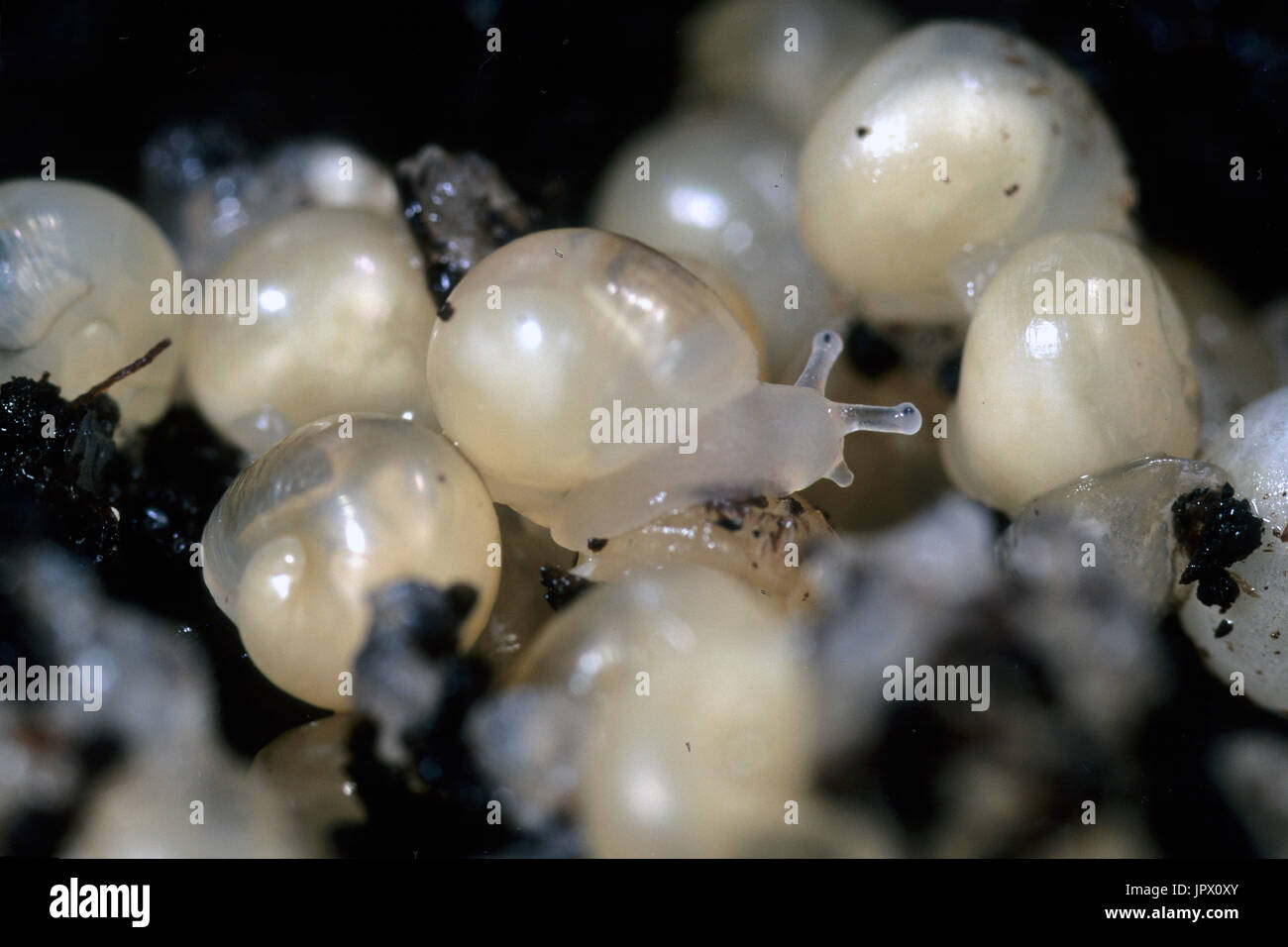 Snail Laying Egg Stockfotos &amp; Snail Laying Egg Bilder Alamy