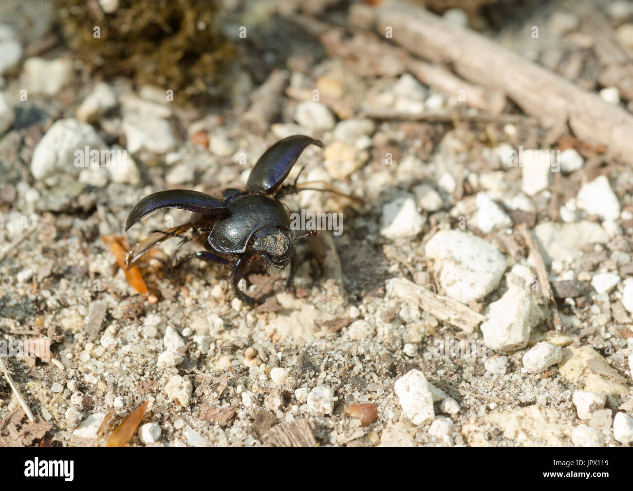 DNG Käfer fliegen - Frankreich Stockfoto