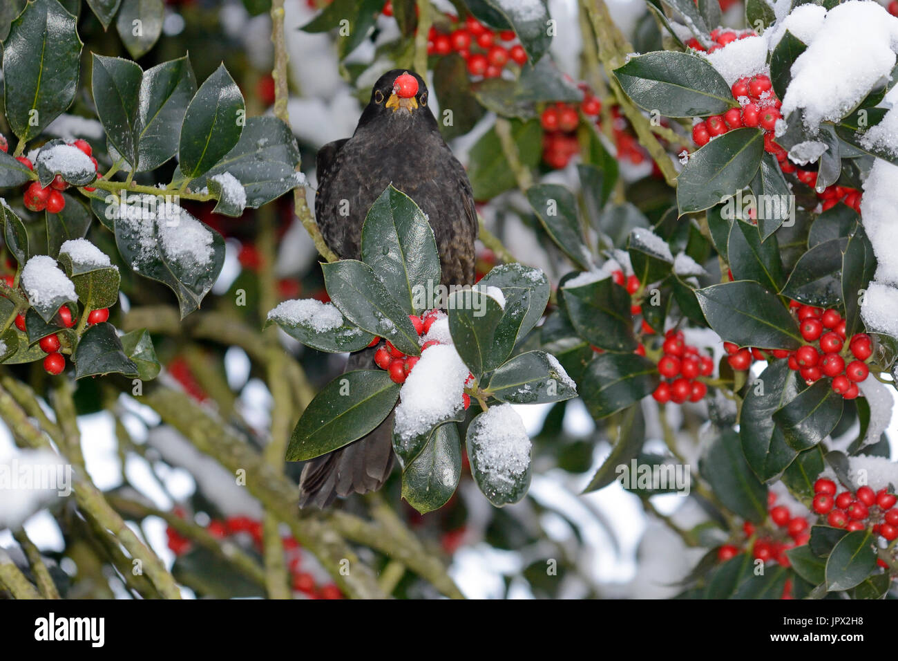 Amsel Essen Stechpalme Beeren im Winter - Frankreich Stockfotografie - Alamy