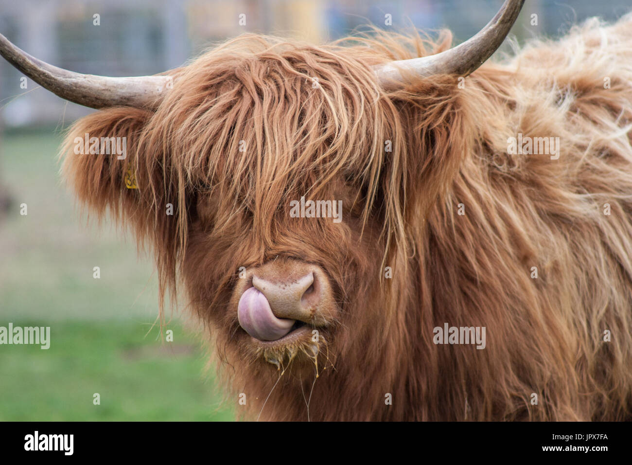 In der Nähe von Highland Kuh mit herausgestreckter Zunge und Nase itsup im Feld Stockfoto