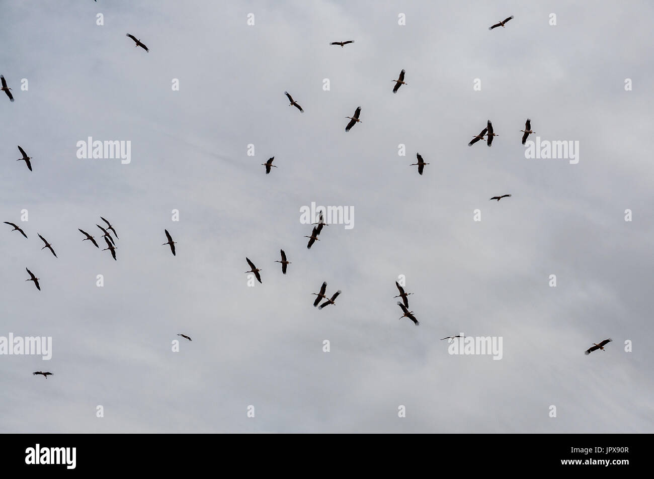 Störche fliegen grauer Himmel Stockfoto