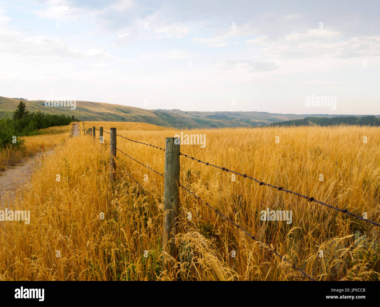 Stacheldrahtzaun parallel zum einen Schmutz Weg, umgeben von hohen einheimischen indischen Grass in Alberta Stockfoto