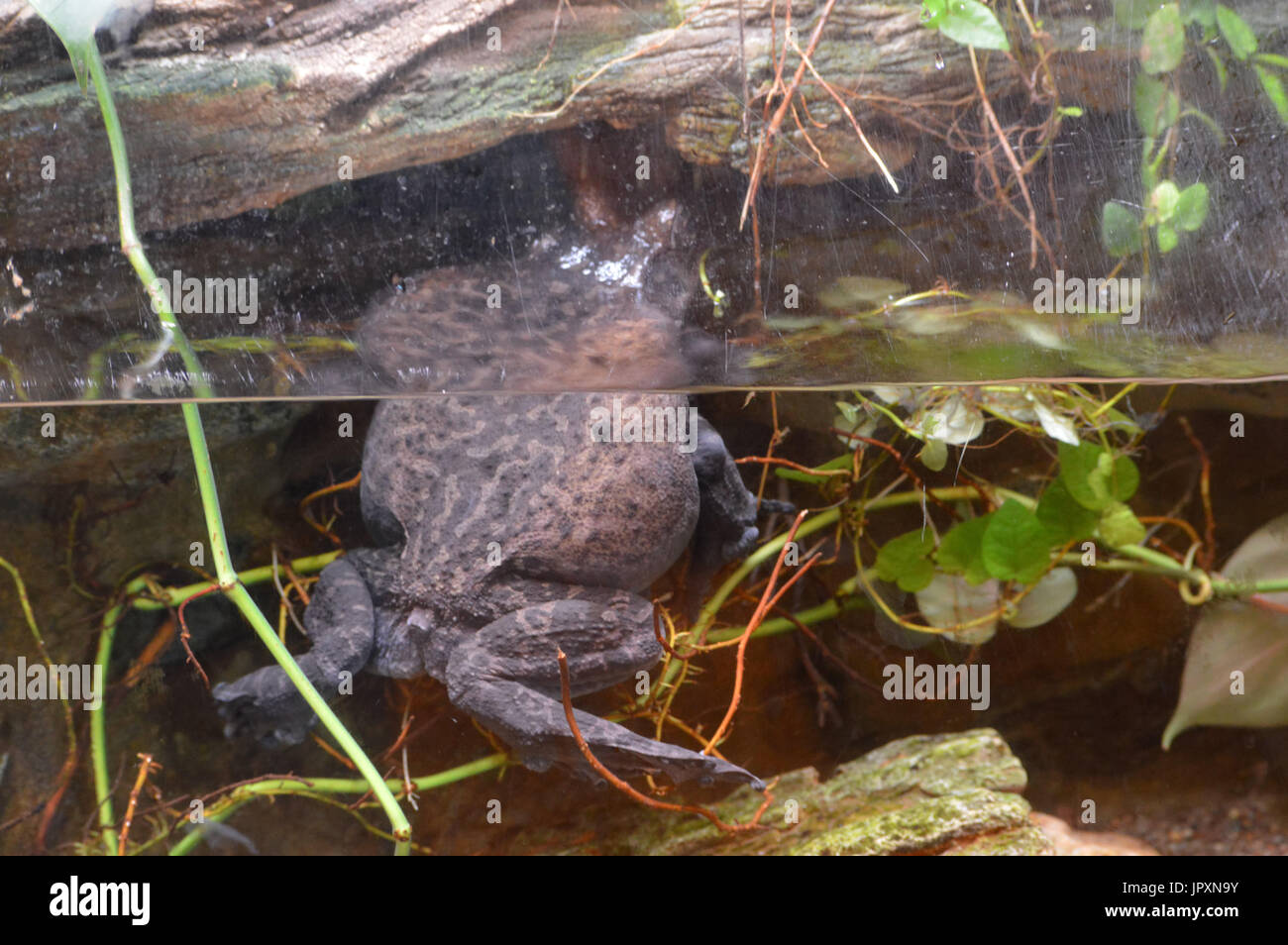 American Toad Stockfoto