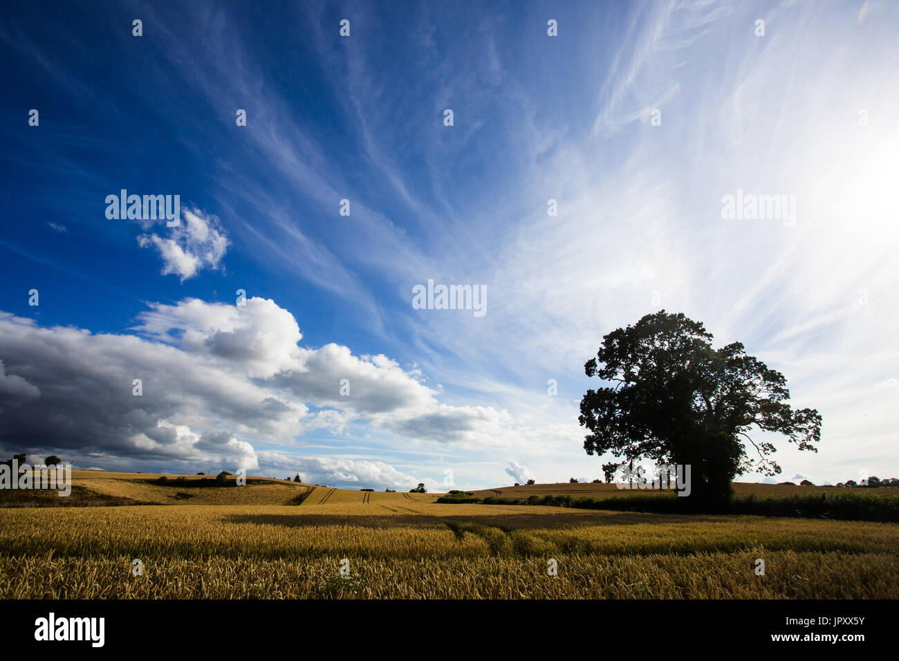 Kornfelder und blauer Himmel, Shropshire Stockfoto