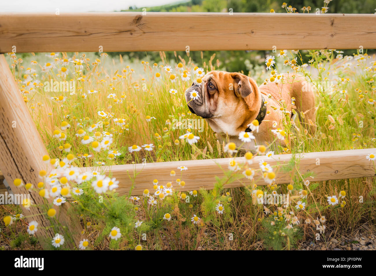 Ein Jahr alte englische Bulldogge spielen in einem Stadtpark, durch hohes Gras und Blumen, und das Schwimmen im Fluss im Sommer. Stockfoto