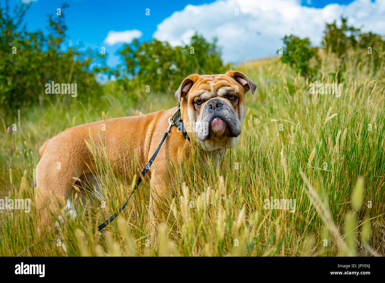 Ein Jahr alte englische Bulldogge spielen in einem Stadtpark, durch hohes Gras und Blumen, und das Schwimmen im Fluss im Sommer. Stockfoto