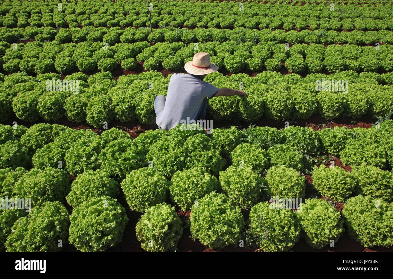 CAMPO MOURÃO, PR - 02.08.2017: PLANTAÇÃO DE ALFACE NO PARANÁ - Plantage von Salat in ländliches Anwesen in Campo Mourão, in der Mitte-Westen Region von Paraná. Auf dem Foto nimmt ländliche Arbeiter aus der Mitte der Pflanzen Unkraut und Unkräuter schädlich auf die Ernte von Salat. (Foto: Dirceu Portugal/Fotoarena) Stockfoto