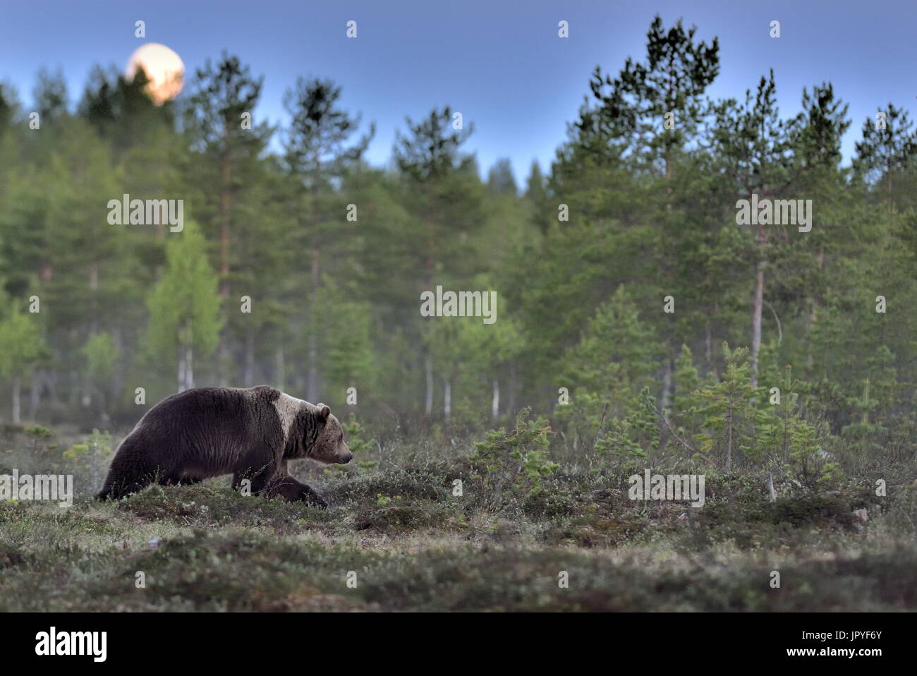 Männliche Braunbären im Mondschein - Finnland Stockfoto